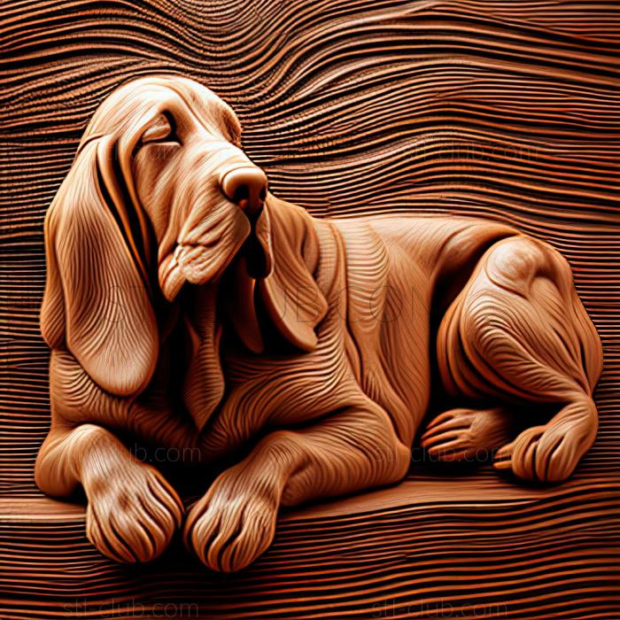 st Basset Hound dog